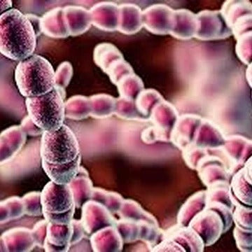 Streptococcus