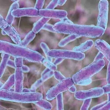 Bifidobacterium