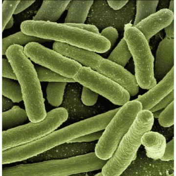 Lactobacillus